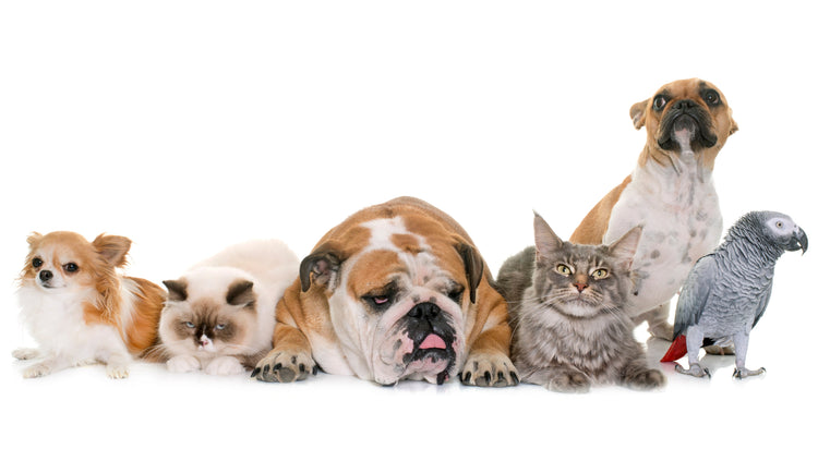 Pet Collection
