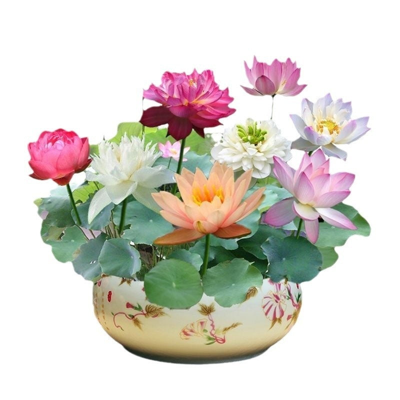 Lotus Seed Everblooming Hydroponic Green Plant