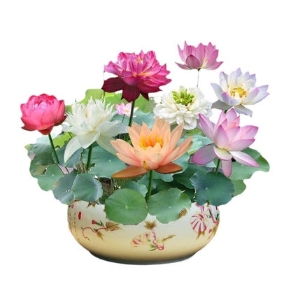 Lotus Seed Everblooming Hydroponic Green Plant