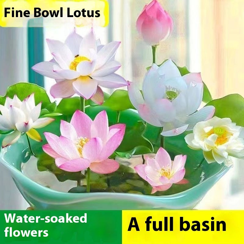 Lotus Seed Everblooming Hydroponic Green Plant