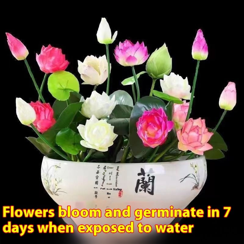 Lotus Seed Everblooming Hydroponic Green Plant