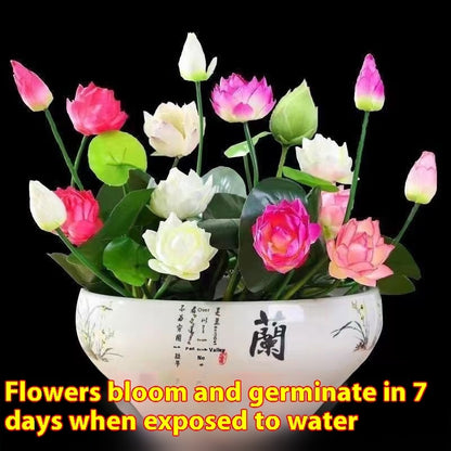 Lotus Seed Everblooming Hydroponic Green Plant