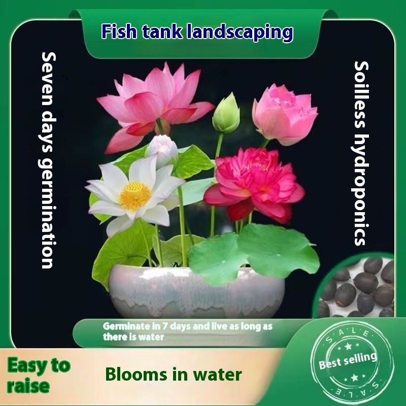 Lotus Seed Everblooming Hydroponic Green Plant